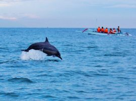 adventure sports dolphin ride